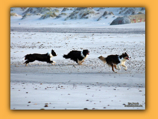 Toben am Strand von Nymindegab (2).jpg